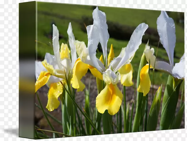 奥里斯根(Orris root iris Croatica野花-)