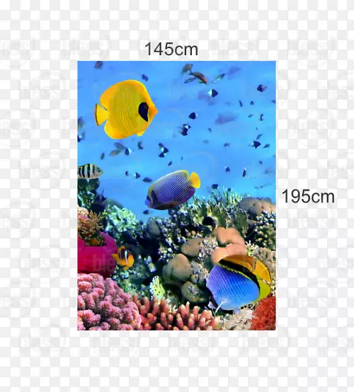 珊瑚礁照片水下图片-可可