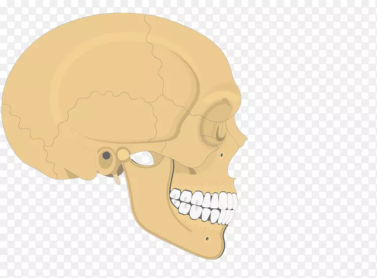 颅骨人体骨骼轴向骨骼解剖颧骨颅骨