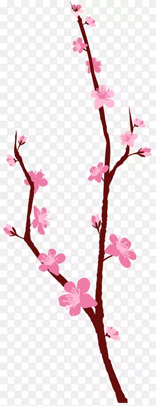 樱花花卉设计植物茎枝樱花