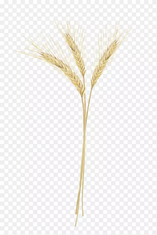 Emmer图像小黑麦png图片发芽小麦大麦和小麦