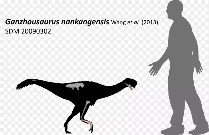 恐龙兴儿庄组史前动物化石恐龙