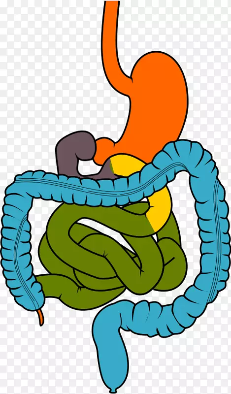 人体消化系统-肠道