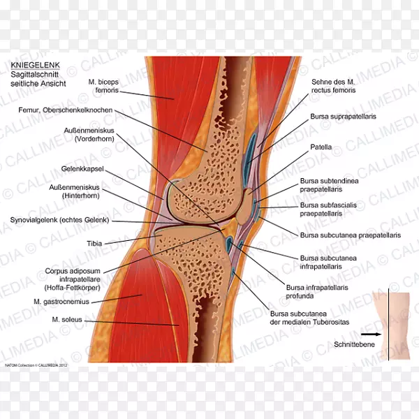 膝关节矢状面人体解剖冠状面囊