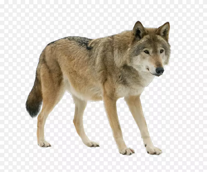 北极狼欧亚狼群摄影伊比利亚狼狗