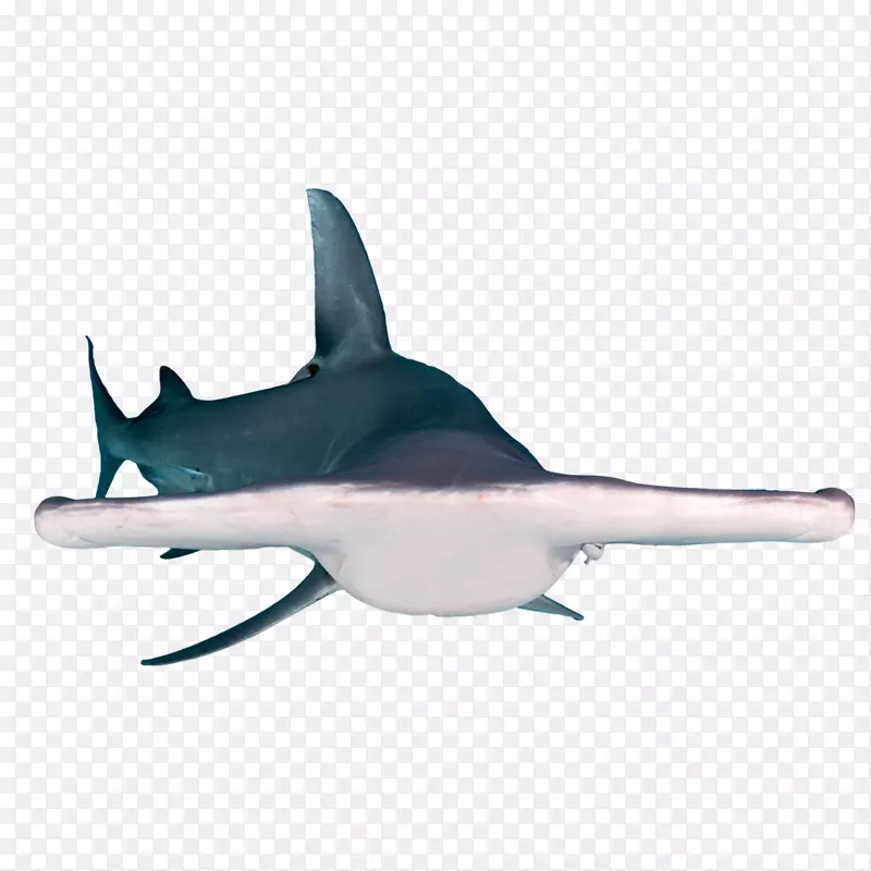 安魂曲鲨鱼锤头鲨吉尼斯世界纪录：惊人的动物：装满了你最喜爱的动物朋友虎鲨-鲨鱼