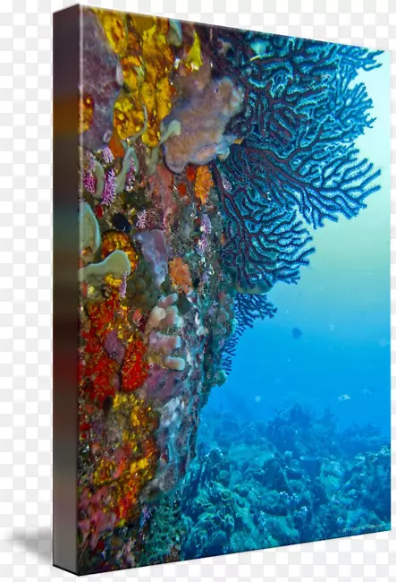 珊瑚礁鱼现代艺术海洋生物-钻石岩