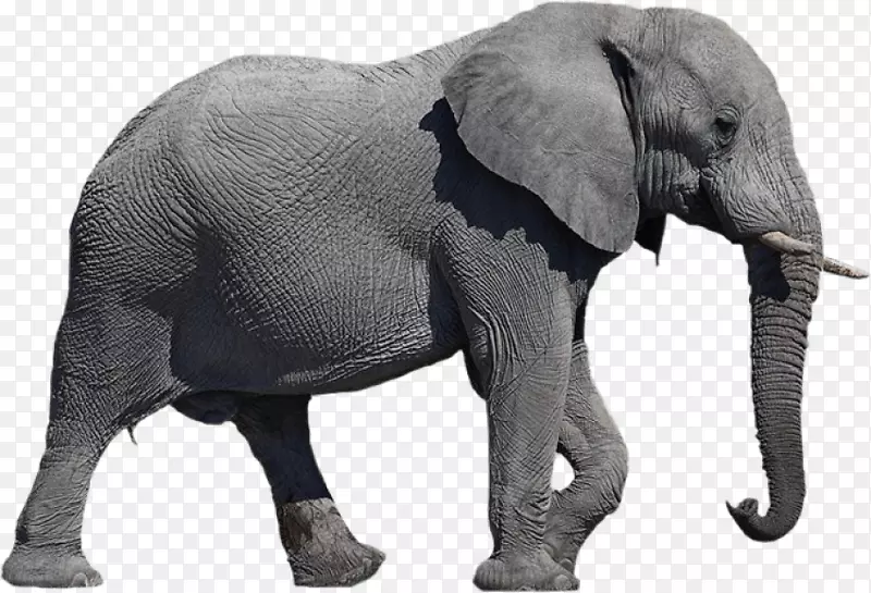 png图片非洲象剪贴画桌面壁纸.大象