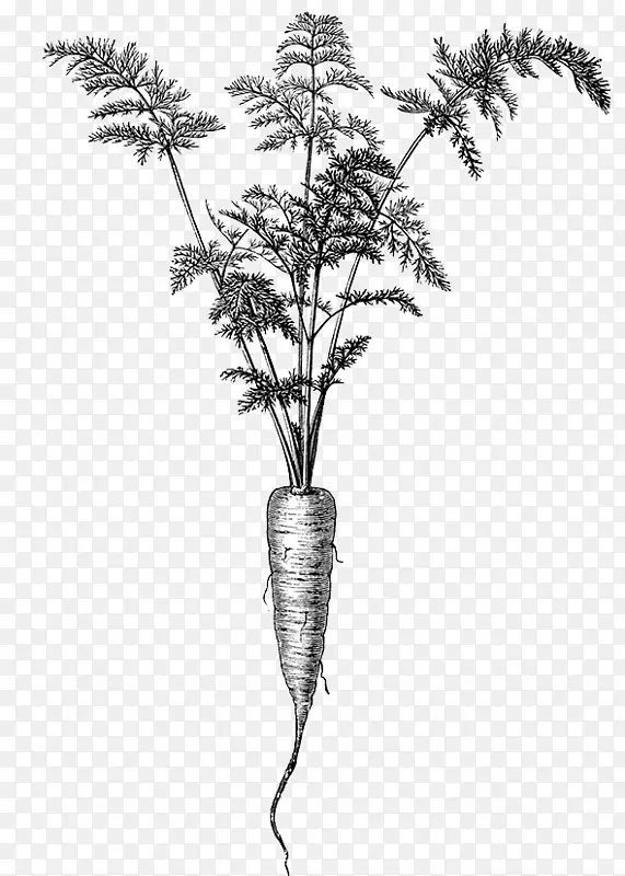 细枝植物茎开花植物.黑白胡萝卜图