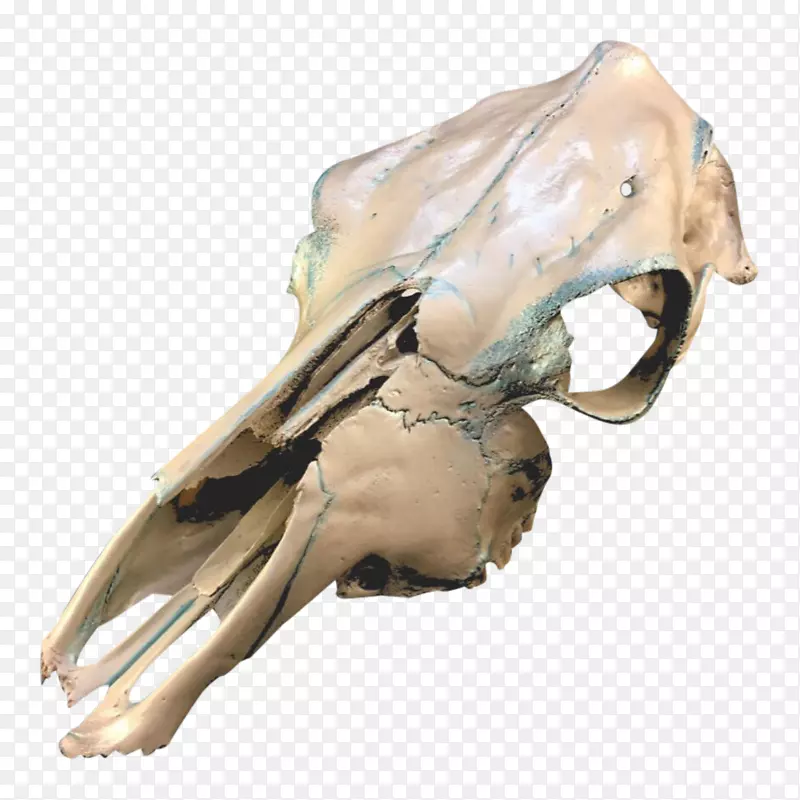 头盖骨牛-人类骨骼有机体.手绘头骨