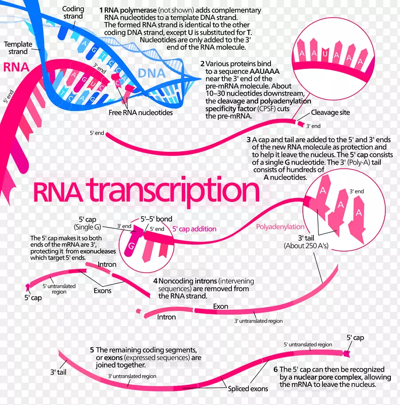 转录蛋白生物合成dna rna翻译步骤图