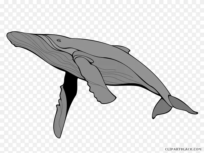 剪贴画png图片海洋生物灰鲸蓝鲸剪贴画