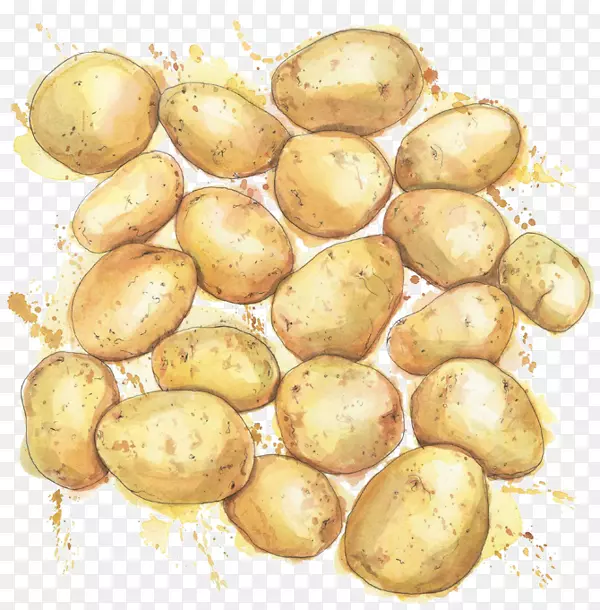 鲁塞特伯班克马铃薯插图蔬菜水彩画绘画-蔬菜