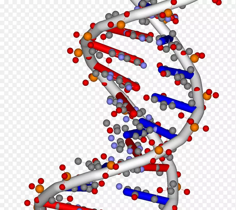 DNA核酸双螺旋RNA基因组-科学