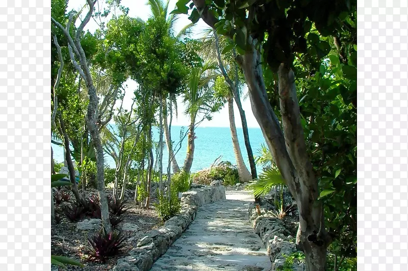 植物园雨林植物区系自然保护区植被-珊瑚海