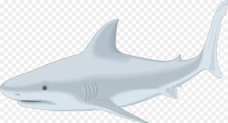 虎鲨大白鲨剪贴画牛鲨鱼