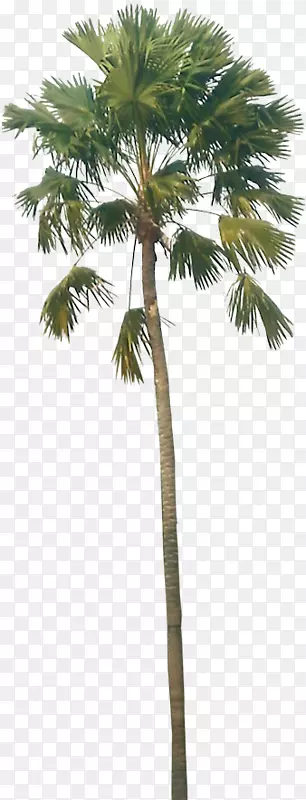 亚洲棕榈树椰子