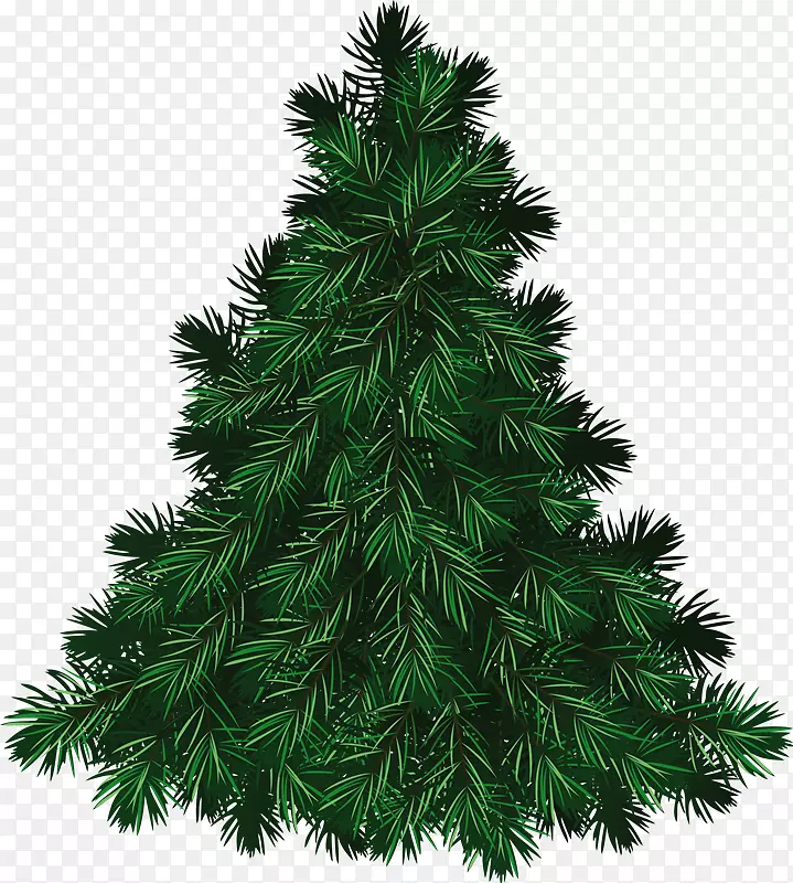 弗雷泽杉木png图片圣诞树松树