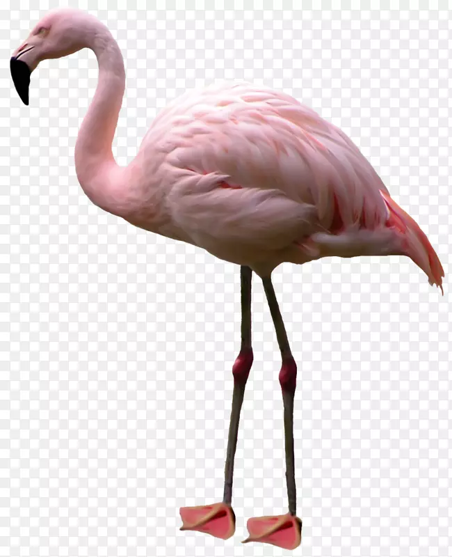 Flamingopng图片剪辑艺术鸟PSD-火烈鸟