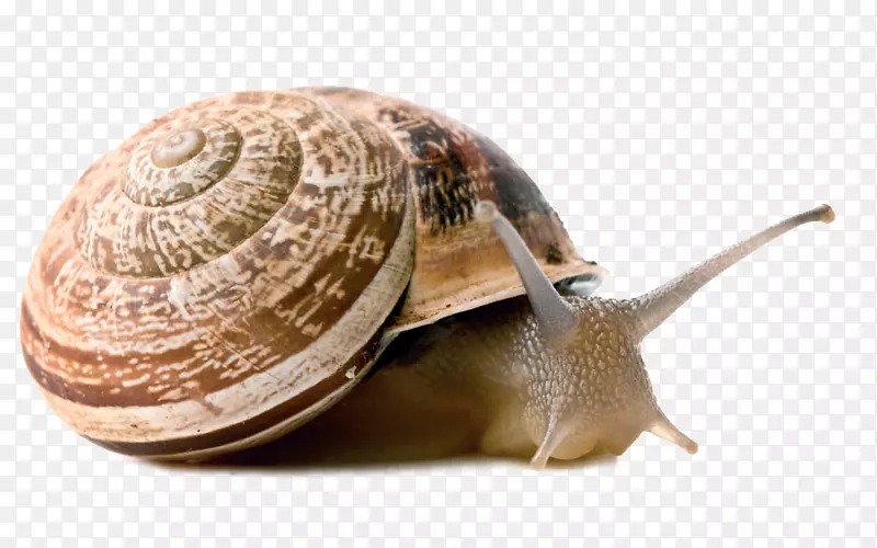 陆生蜗牛尾螺腹足类脊椎动物-蜗牛