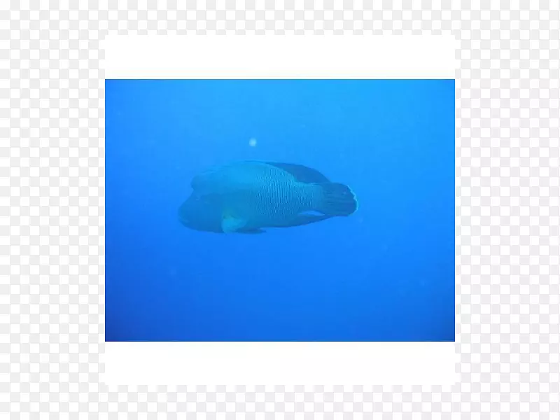 海洋海洋生物鱼类-Ziemlich