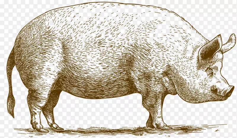 家猪天文学家的猪繁殖肉猪