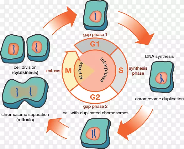 G1期G2期细胞周期有丝分裂间期生物医学目录
