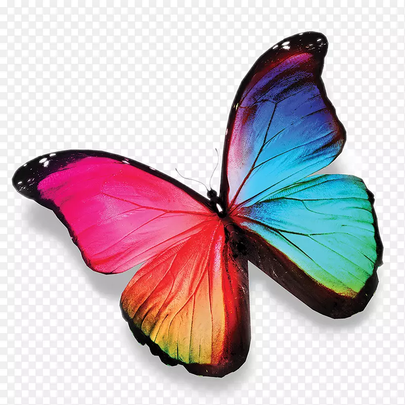蝴蝶摄影着色书图片-蝴蝶