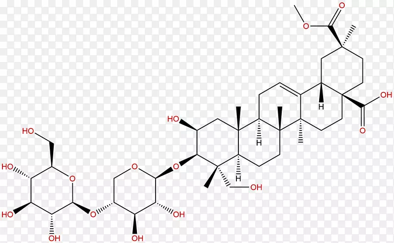 金龟子属裸子植物扁豆象甲