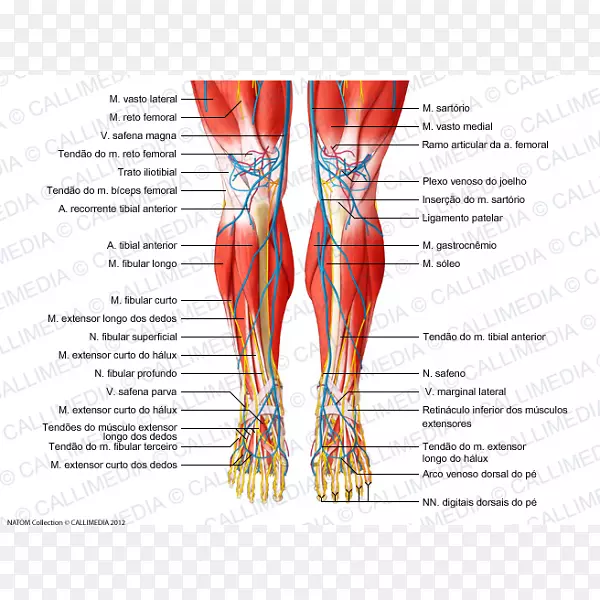 膝关节肌腱神经-呼吸道