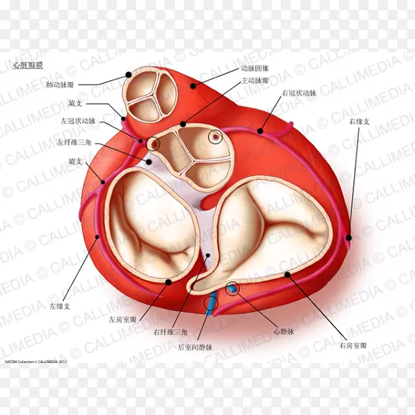 心脏瓣膜解剖主动脉瓣主动脉-心脏