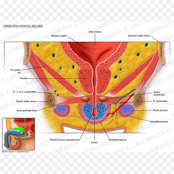 泌尿生殖系统人体解剖骨盆膀胱舌