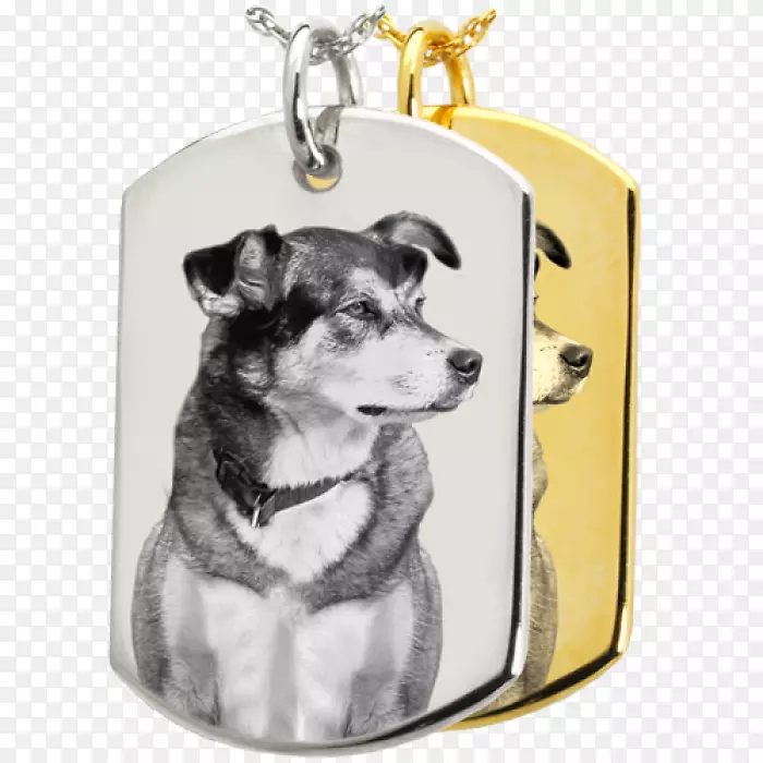 犬种小狗珠宝宠物-小狗