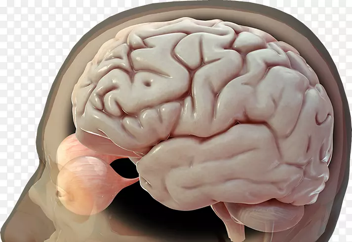 人脑图像三维渲染-脑