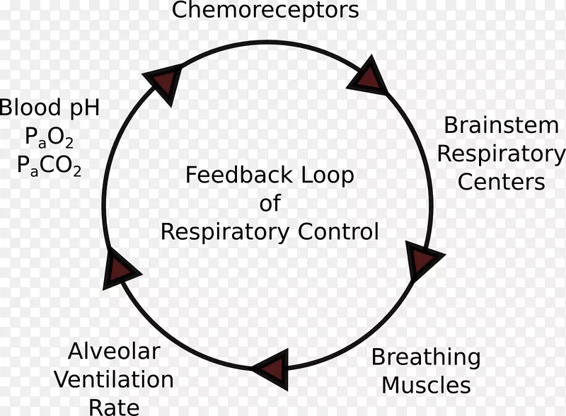 呼吸机-呼吸道呼吸负反馈控制