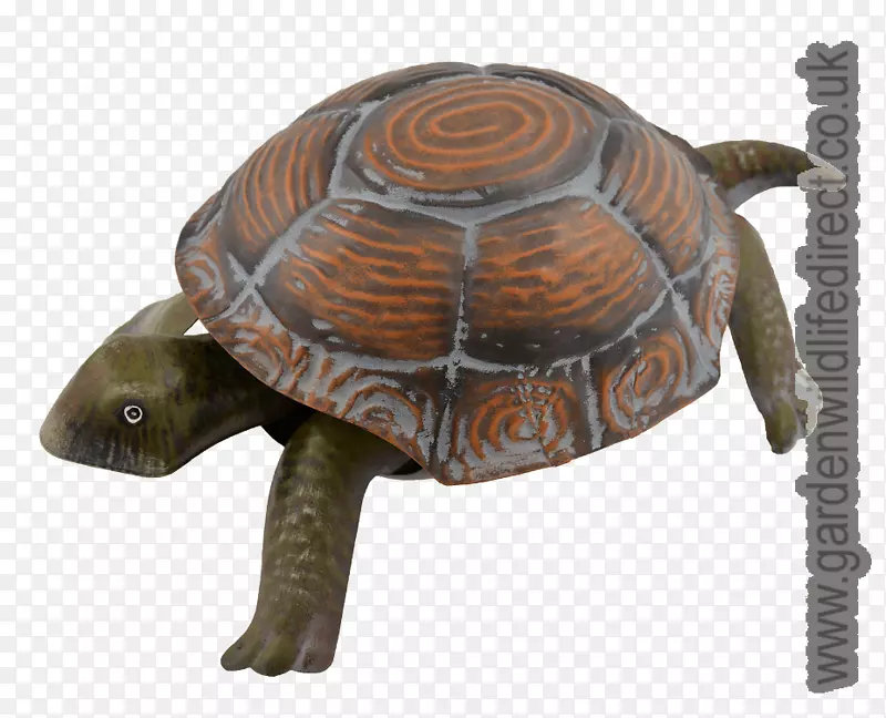 箱形龟-陆生动物-手绘鸡