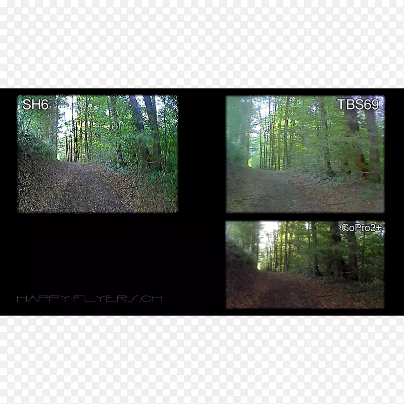 窗口生态系统玻璃森林视频-窗口