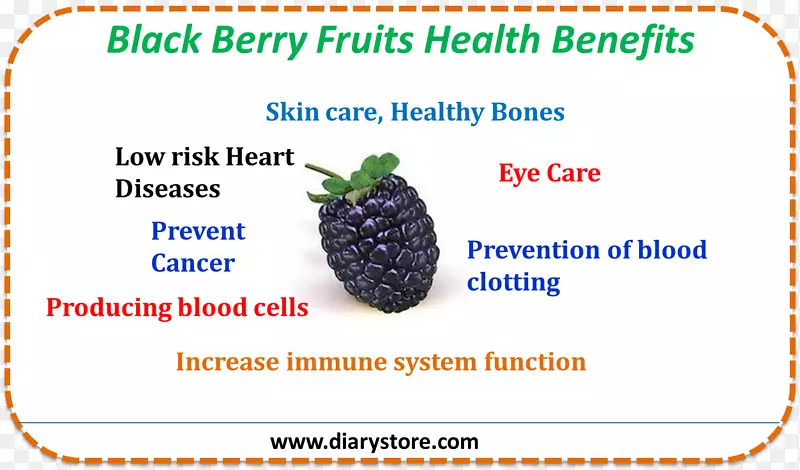 产品水果黑莓线字体-黑莓