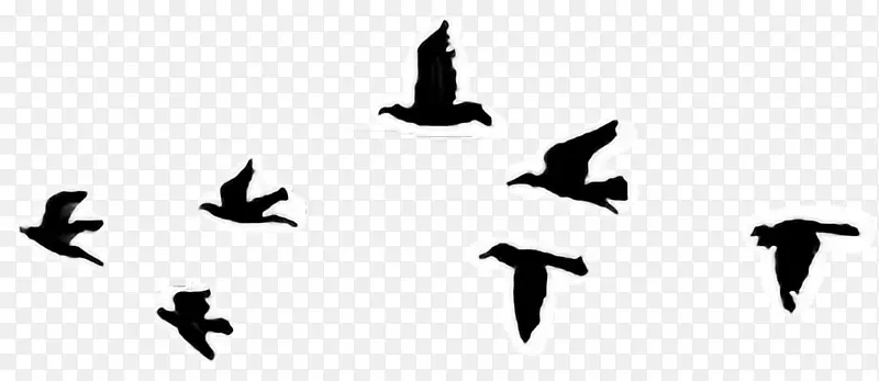 鸟类纹身，天空，出租车，剪贴画-鸟