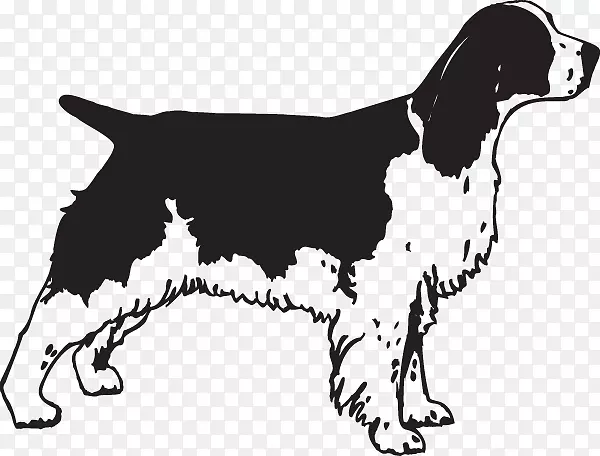 英国弹簧猎犬威尔士弹簧猎犬拉布拉多猎犬英国小猎犬
