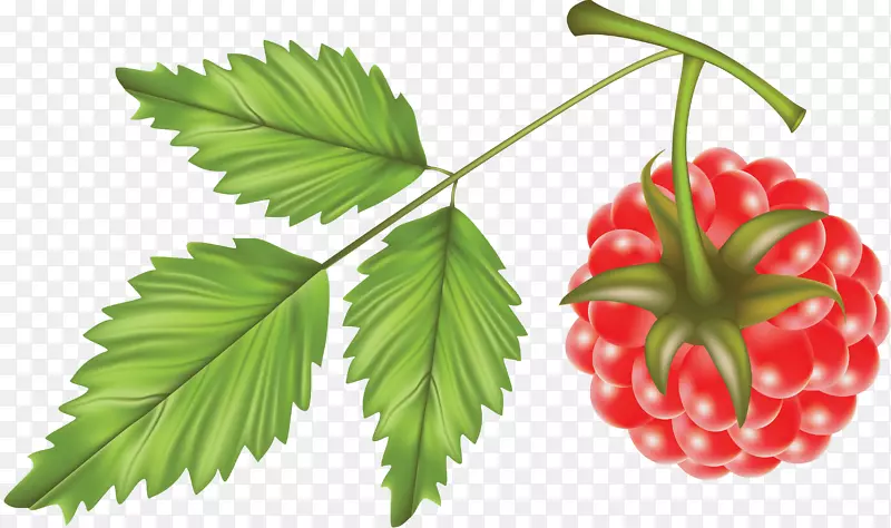 红色树莓png图片图形黑色树莓-覆盆子