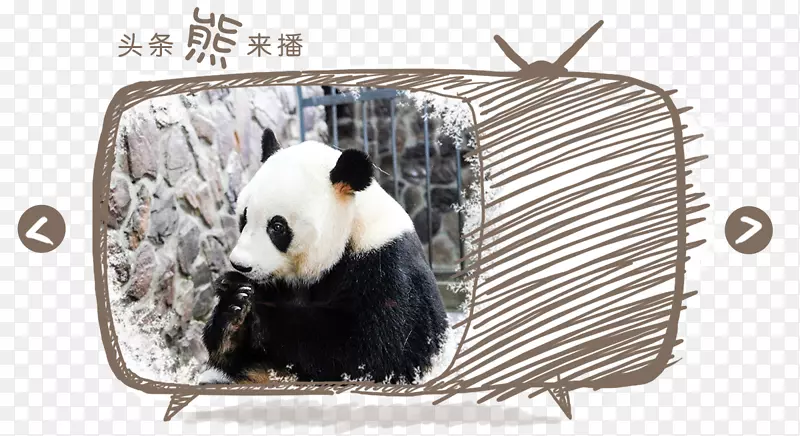 大熊猫鼻子-熊猫
