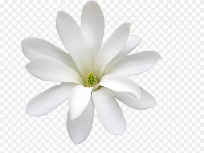 玉兰白色花瓣阿拉伯茉莉花兰花