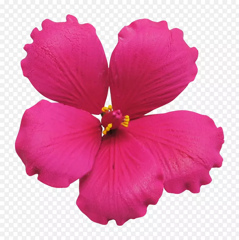 鞋色植物粉红色花瓣-12种花
