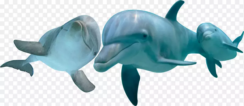 常见宽吻海豚-海洋图片-三月十七日