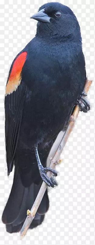 红翅黑鸟剪贴画普通黑鸟红黑色背景