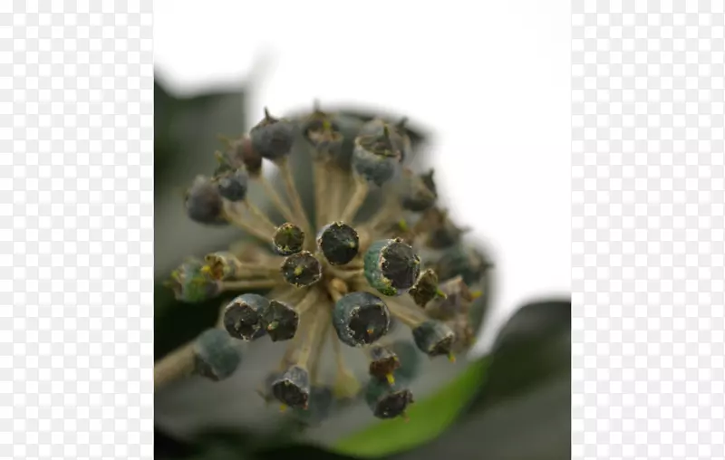 有机体-Hedera