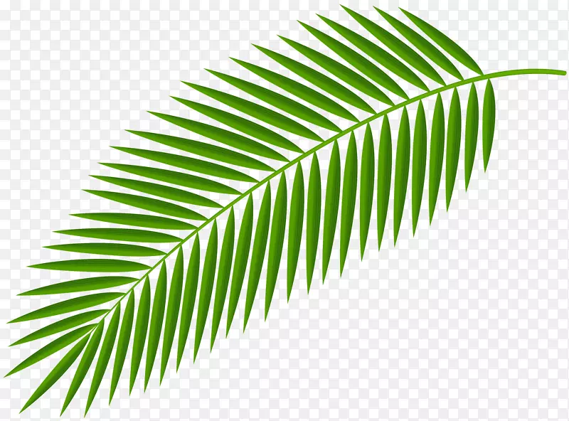 棕榈科剪贴画棕榈树棕榈叶手稿图像
