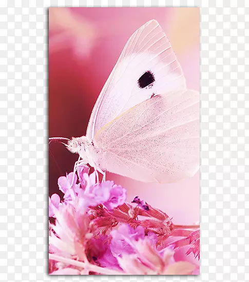 桌面壁纸苹果iphone 7加上蝴蝶iphone 6图片-高清粉红背景