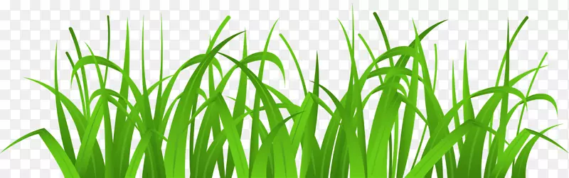 剪贴画草坪图像免费内容香根草-天然草